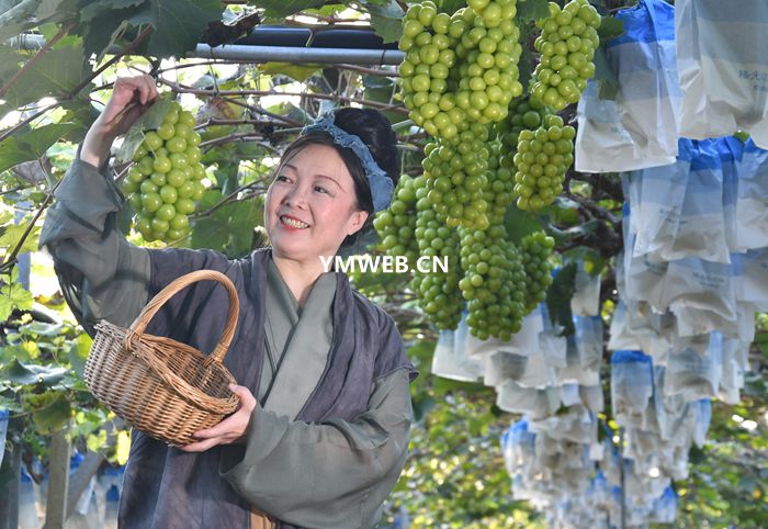 罗庄：葡萄采摘正当时 田园魅力引客来