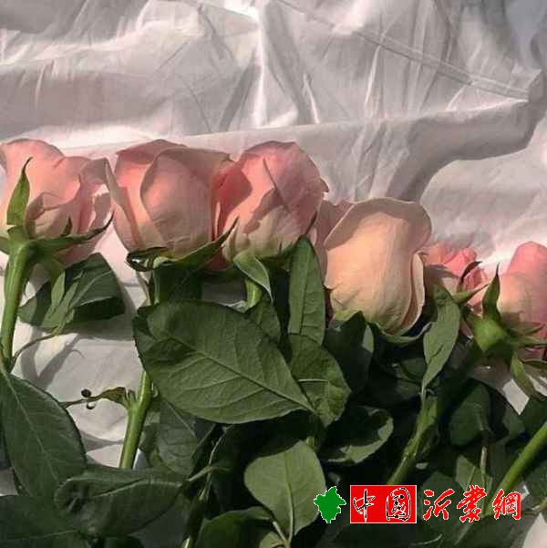 适合置顶的温柔文案｜慢慢变好，才是给自己最好的礼物